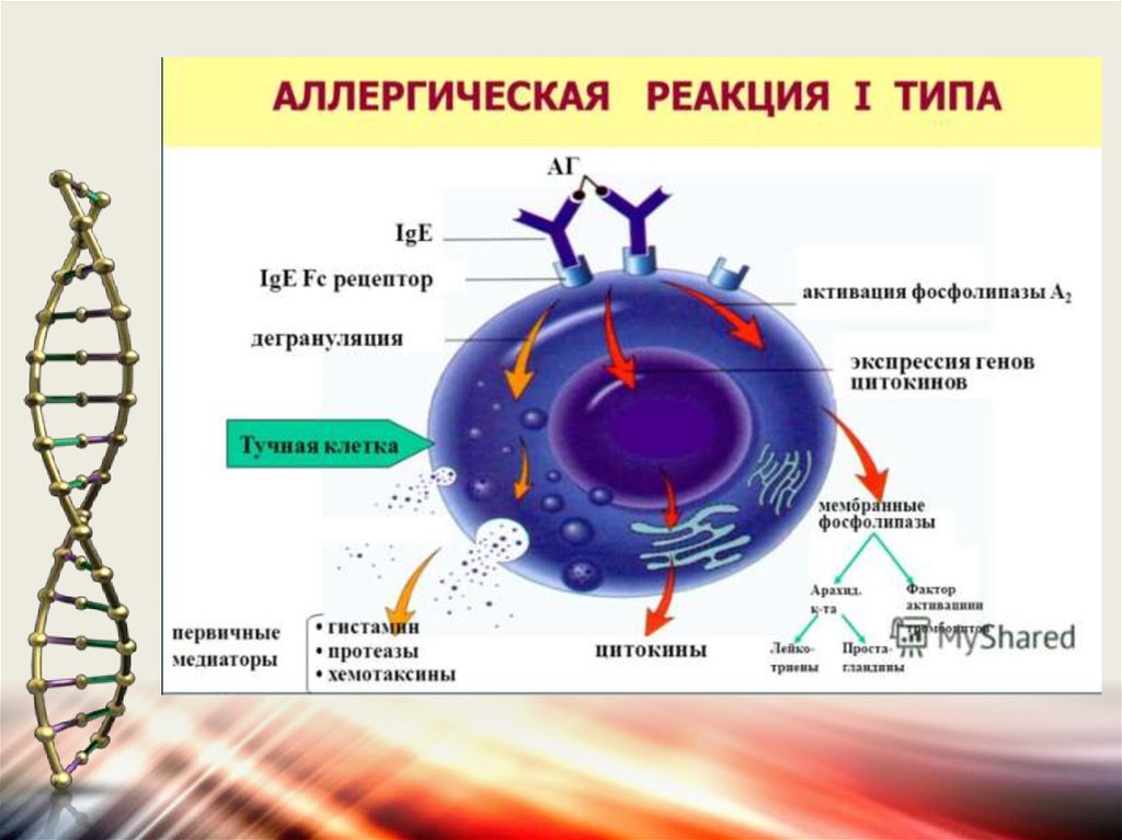 Методы аллергических реакций. 4 Тип аллергической реакции. Тип аллергической реакции в которой участвуют только клетки. Экзогенные хемотаксины. 4 Типа аллергических реакций картинки.