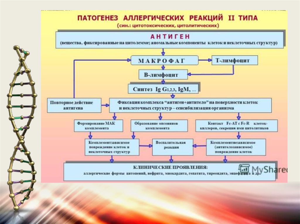 Патогенез аллергических реакций