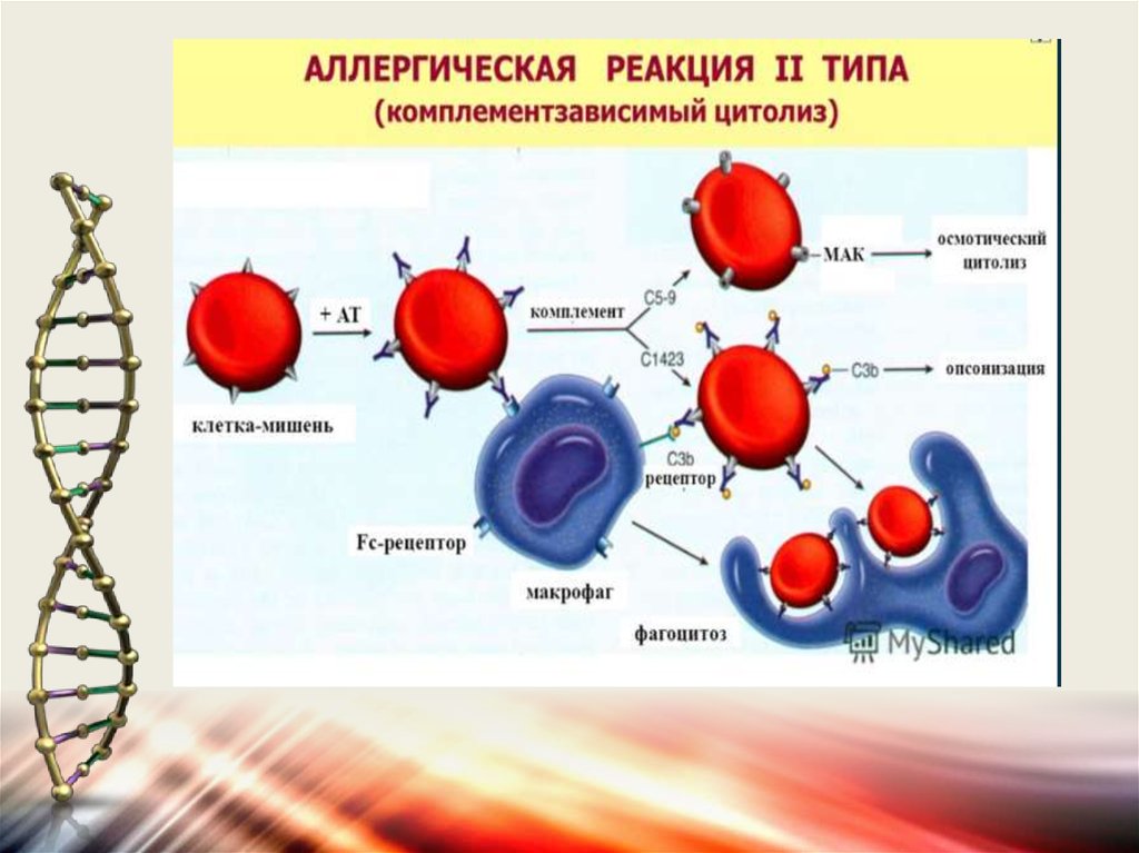 Аллергическая реакция типа 3 - фото презентация