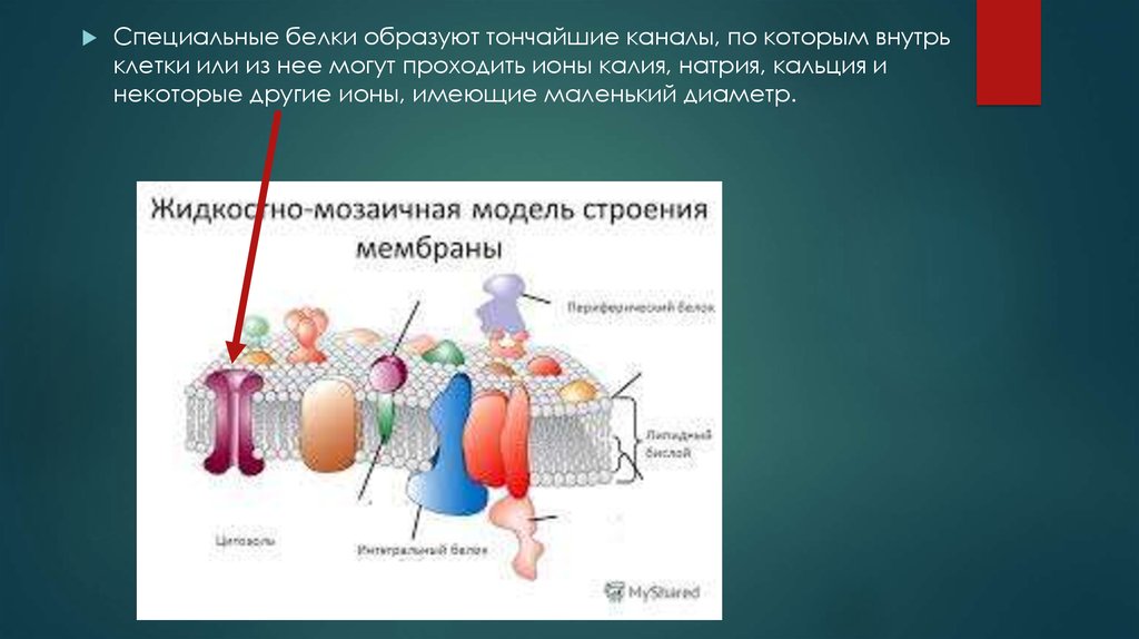 Внутрь клетки. Белки образуют каналы. Специальные белки. Белок это. И образует что.