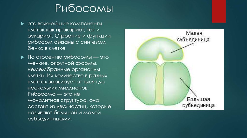 Строение рибосомы. Функции рибосом в клетке. Рибосомы структура строение и функции. Рибосомы строение и функции. Рибосома функция органоида.