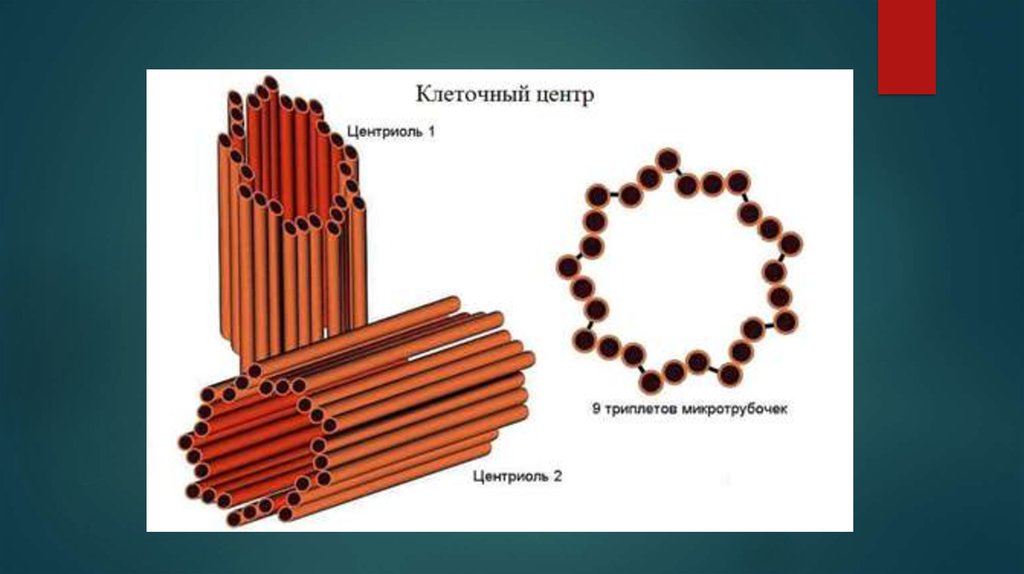 Клеточный центр рисунок