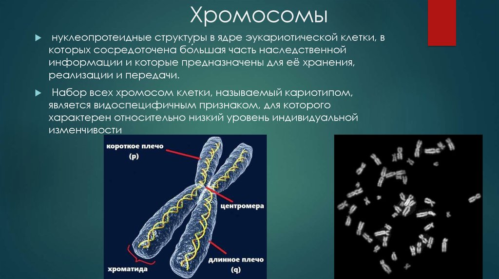 Хромосомы живых клеток