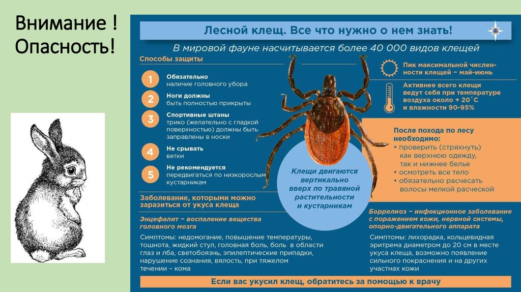 Укус клеща введение иммуноглобулина. Укус клеща симптомы у человека. Действия при укусе клеща. Иммуноглобулин при укусе клеща.