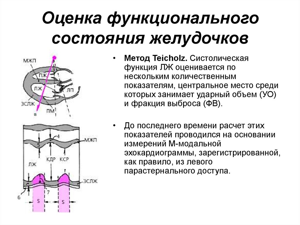 Функции левого желудочка. Систолическая функция желудочков. Систолическая функция левого желудочка. Оценка систолической функции левого желудочка. Оценка систолической функции сердца.