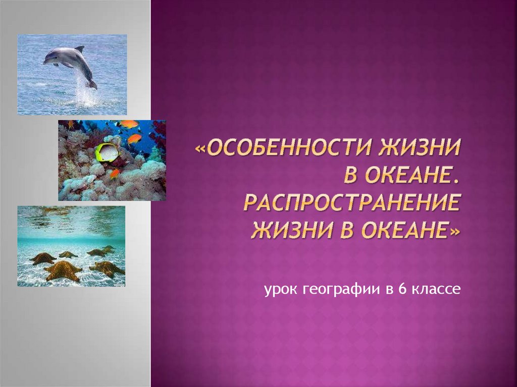 Презентация жизнь в океане 6 класс. Особенности жизни в океане. Презентация на тему жизнь в океане. Распространение жизни в океане. Распространение жизни в океане 6 класс география.
