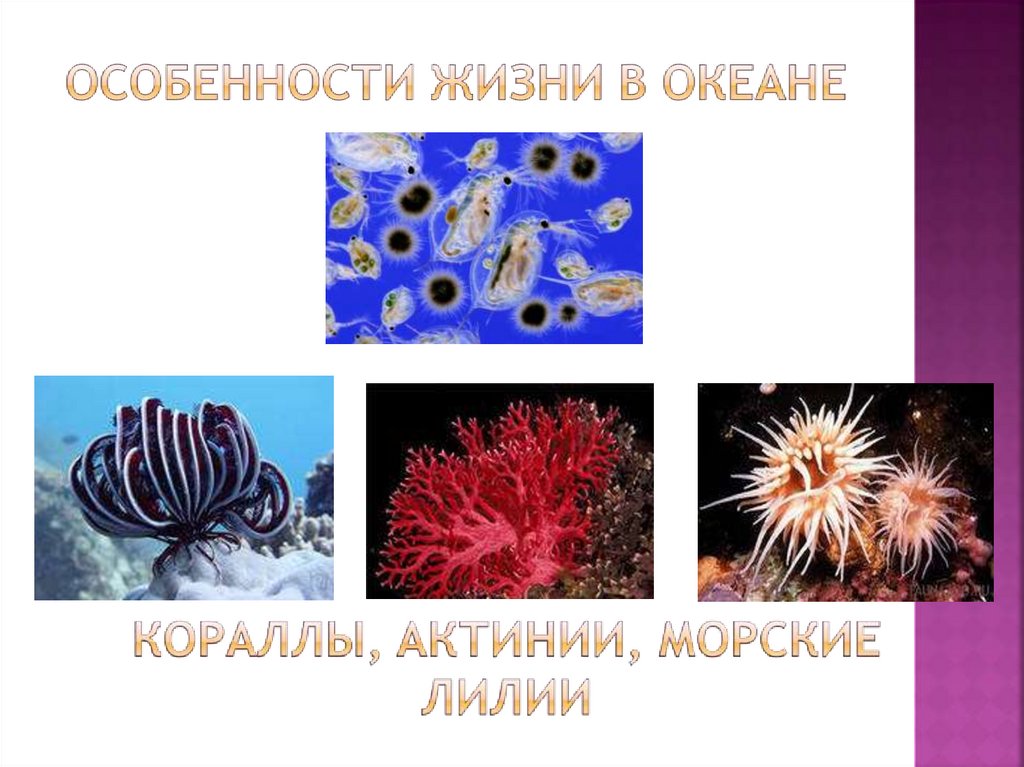 Презентация жизнь в океане 6 класс. Особенности жизни в океане. Жизнь в океане 6 класс. Распространение жизни в океане. Планктонофаги представители.