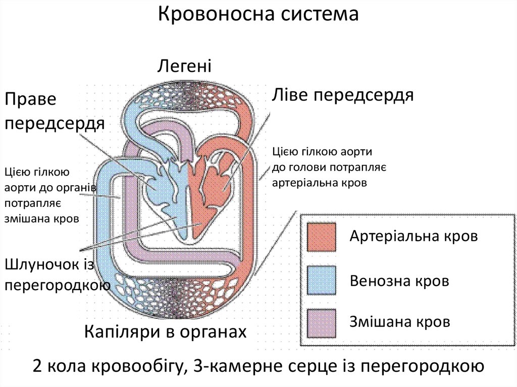 Кровоносна система
