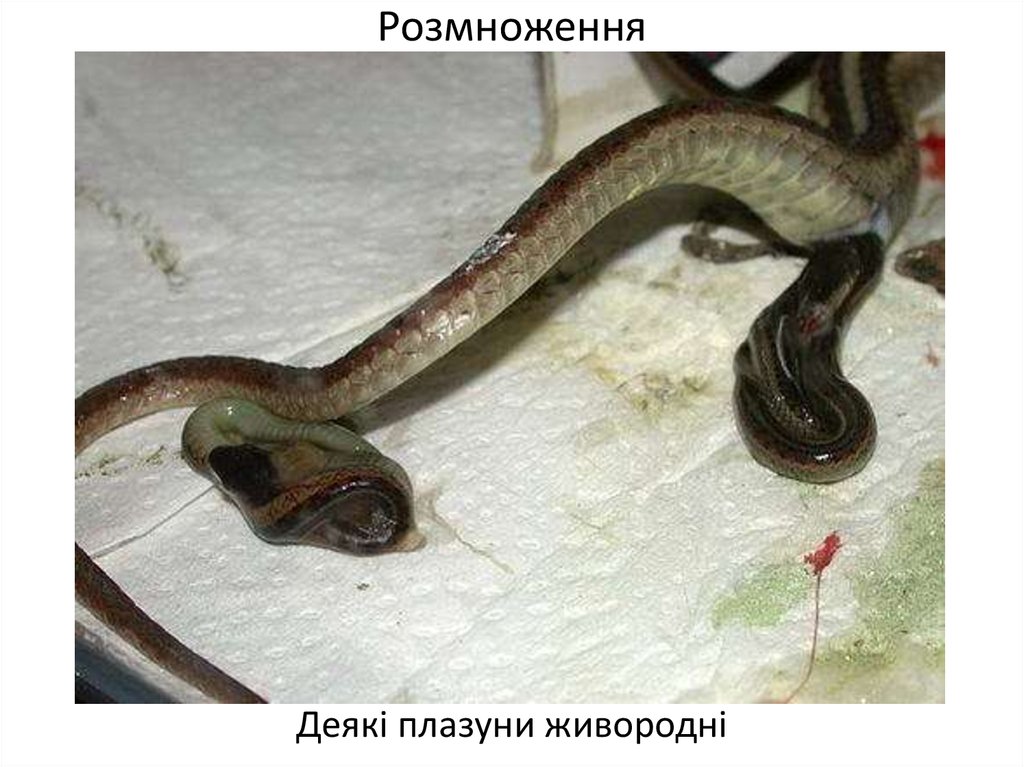 Какая змея рожает. Живородящая змея гадюка. Яйцеживорождение гадюка. Живородящие змеи гадюки.