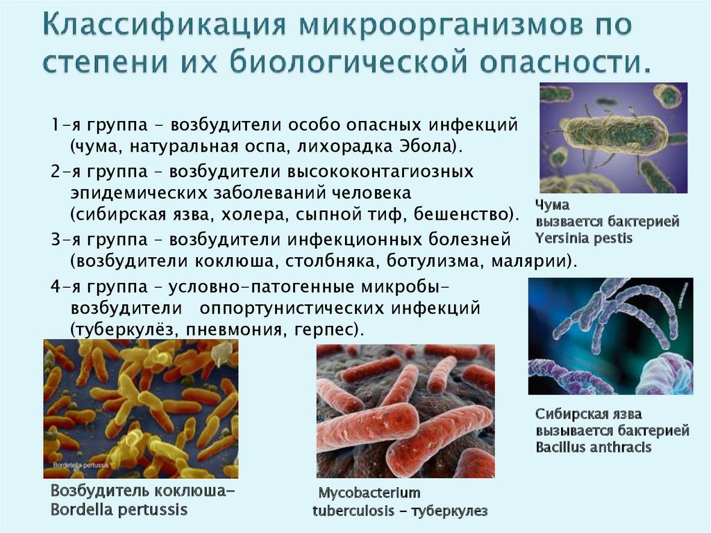 Примеры заболеваний вызываемых бактериями. Классификация инфекционных микроорганизмов по группам риска. Классификация микроорганизмов по степени их биологической опасности. Классификация патогенных бактерий. Болезнетворные бактерии патогенные.