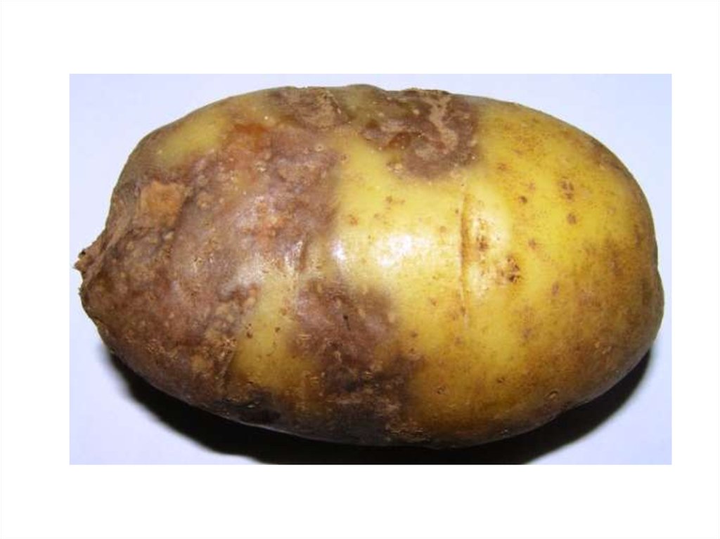 Для предотвращения грибковых заболеваний клубни картофеля. Клубни картофеля пораженные фитофторой. Картошка фитофтороз, альтернариоз. Фитофтороз картофельная гниль. Парша, альтернариоз.