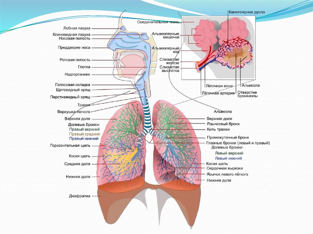 Физиология дыхания презентация