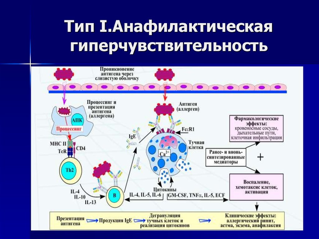 Иммуноглобулин в лимфоциты. Анафилактический Тип аллергических реакций схема. Медиаторы гиперчувствительности 1 типа. Тип 1 анафилактическая гиперчувствительность. Механизмы гиперчувствительности 1 типа медиаторы.