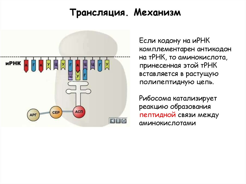 Синтез полипептидной цепи в рибосомах. Механизм трансляции. Механизм трансляции биология. Трансляция ИРНК. Кодон трансляции.