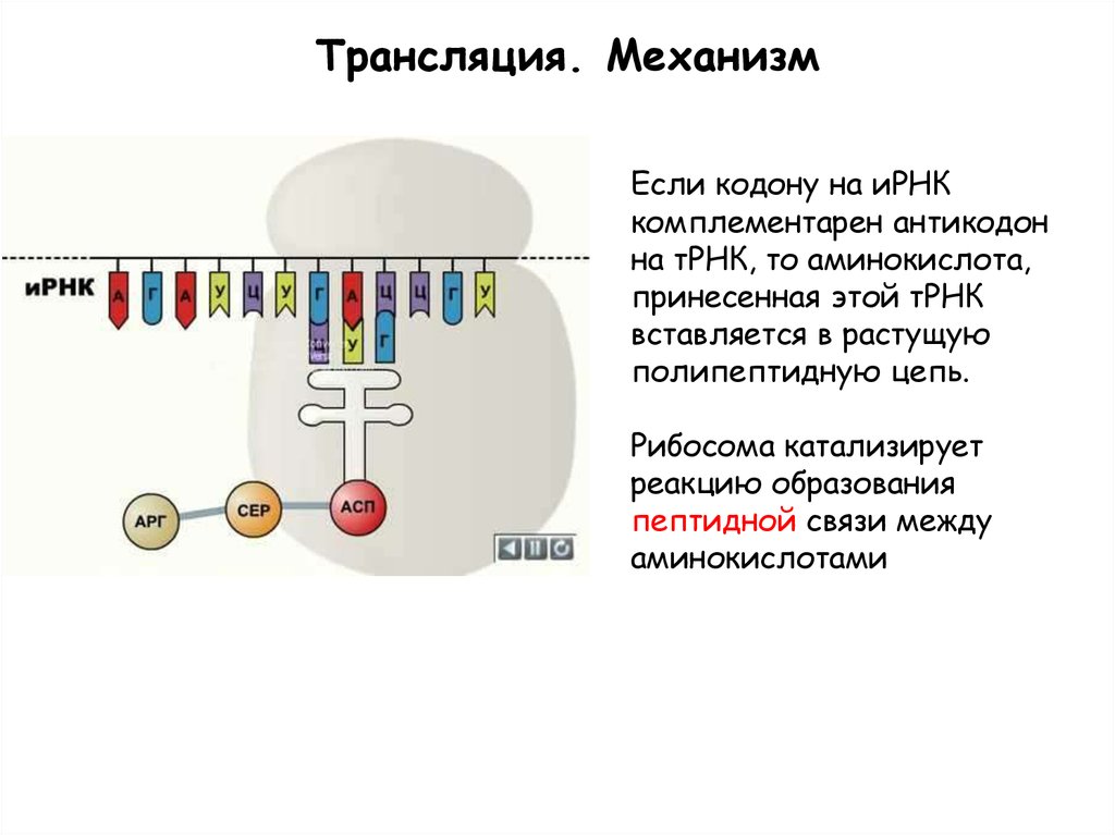 Аминокислота трансляция. Механизм трансляции. Трансляция ИРНК. Механизм трансляции биология. Механизмы трансляции РНК.