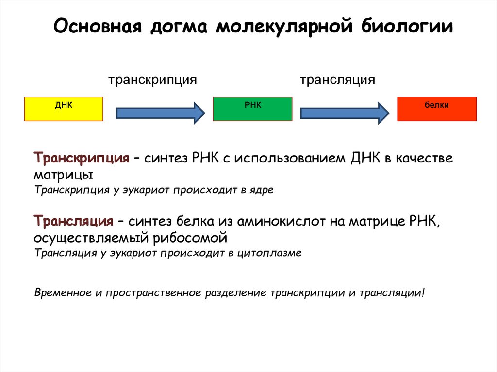 Транскрипция у эукариот происходит в ядре