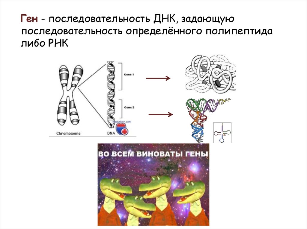 Уникальные последовательности днк. Последовательность ДНК. Реализация генетической информации. Выравнивание последовательностей ДНК. Как определить последовательность Гена.