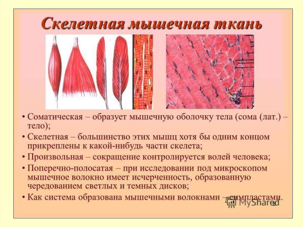 Ткани мышечной системы. Ткань образующая скелетные мышцы. Скелетные мышцы образованы тканью. Поперечно-полосатой мышечной тканью образованы мышцы. Скелетная мышечная ткань образована мышечной тканью..