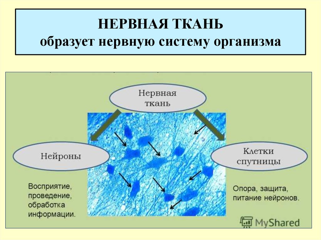 Ткани образуют. Функции клеток спутниц в нервной ткани. Нейрон и клетка Спутник. Клетка Спутник функции. Функции клеток спутниц нейрона.