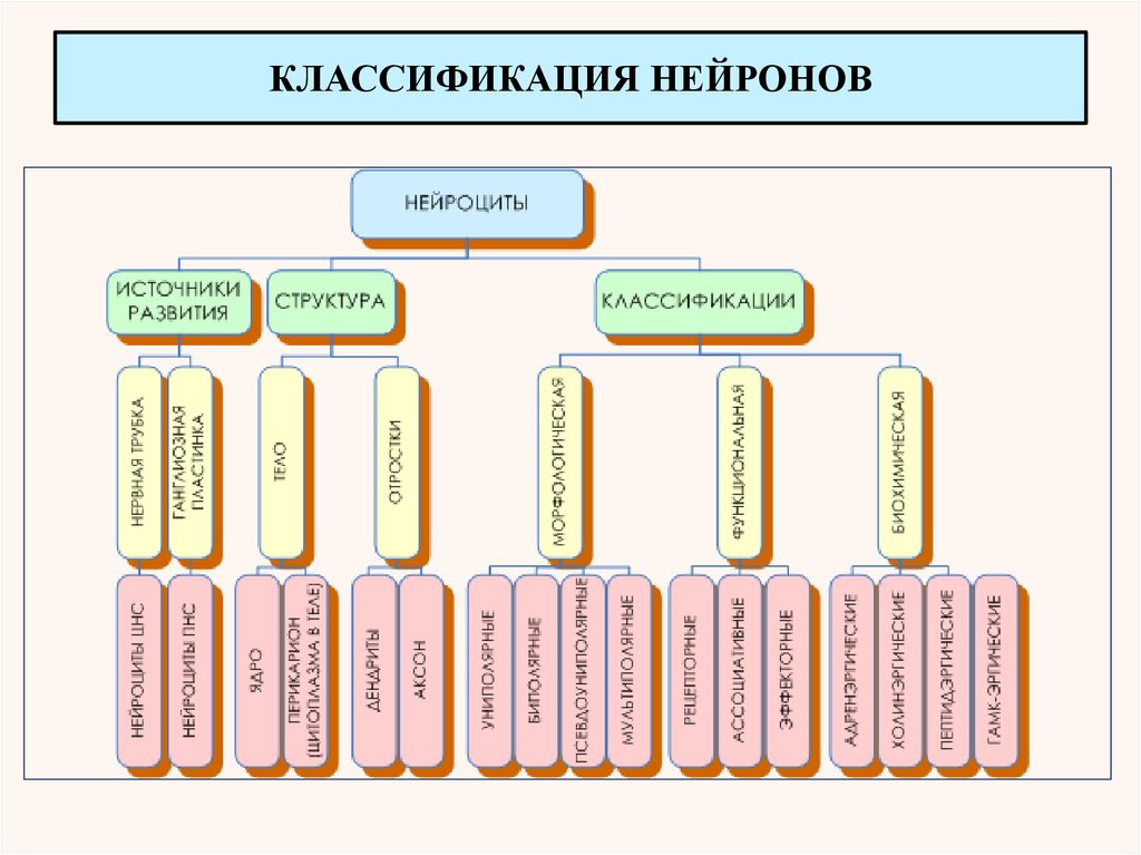 Функциональная классификация тканей. Классификация нервной ткани таблица. Классификация нервной ткани человека. Классификация нейроцитов. Функциональная классификация нейроцитов.