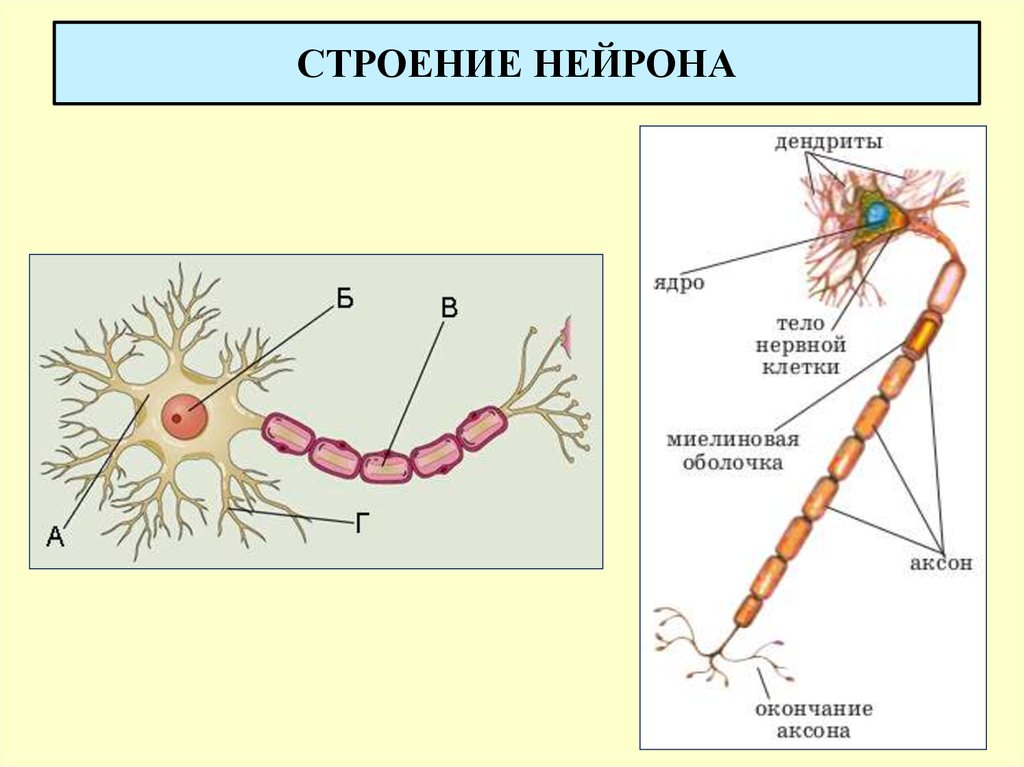 Название нервной клетки. Строение нервной клетки нейрона. Структура строения нейрона. Строение нейрона анатомия человека. Строение нервной клетки нейрона анатомия.