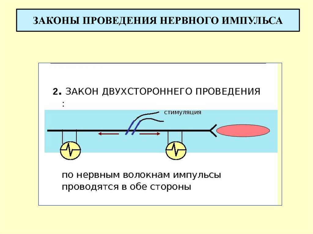 Проведение нервного импульса в нервной системе. Биофизика нервного импульса. Законы проведения нервного импульса. Проведение нервного импульса уровень организации. Распространение нервного импульса биофизика.