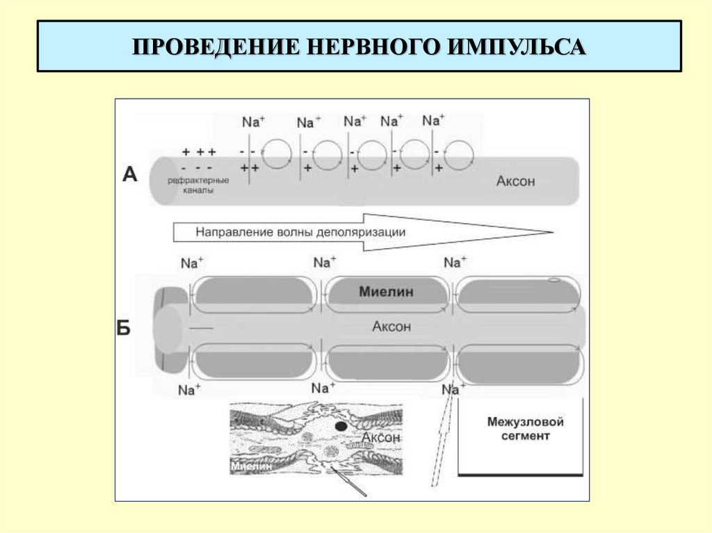 Проведение нервного. Нервный Импульс проведение нервного импульса. Механизм возникновения нервного импульса. Биохимия возникновения и проведения нервного импульса. Проведение нервного импульса уровень.