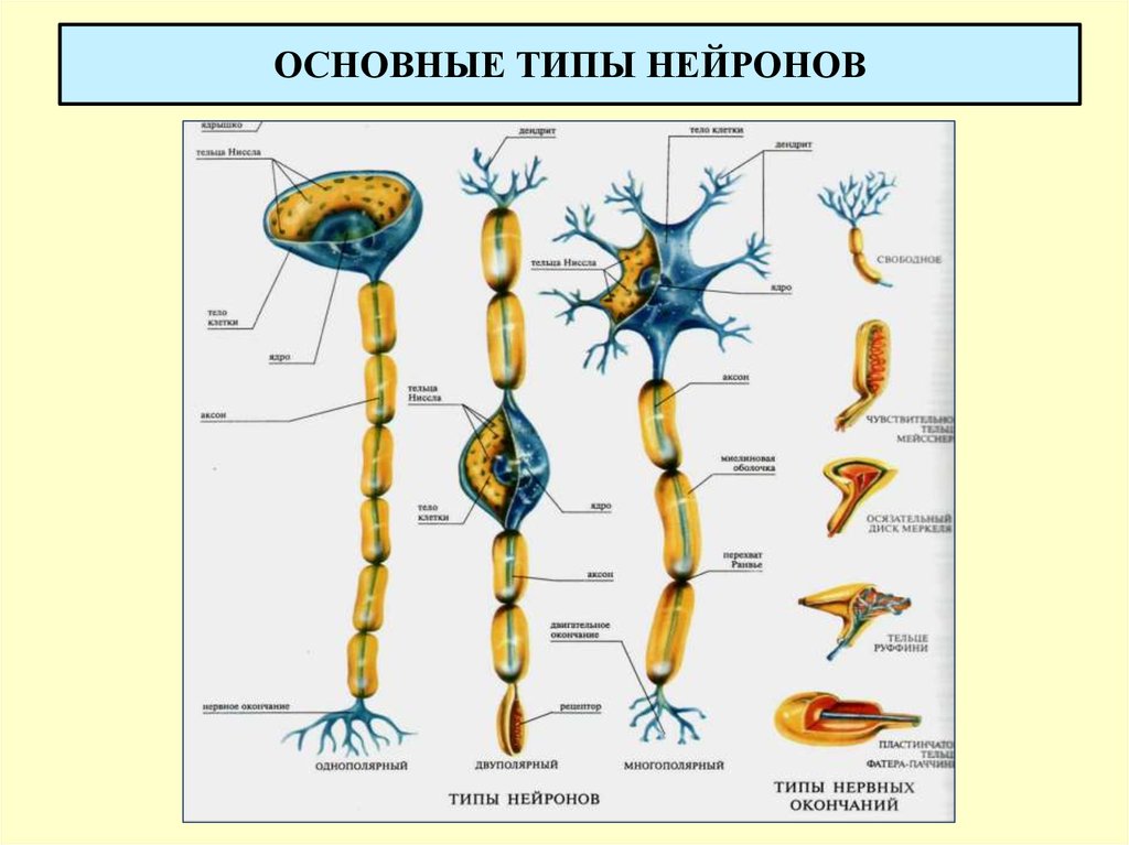 Типы клеток схема. Основные типы нейронов. Типы нервных клеток. Главные типы нервных клеток. Нейрон морфофункциональная характеристика типов нейронов.