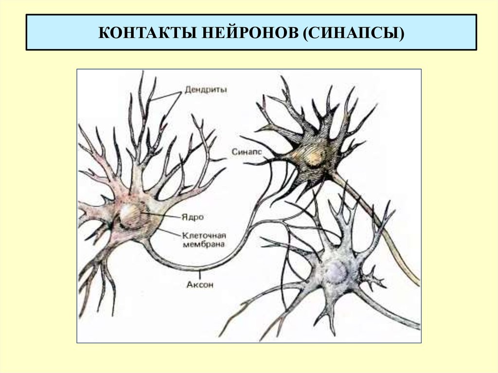 Дендрит синапс. Основные части нервной клетки. Синапс нейрона. Дендриты и синапсы. Контакт нейронов.