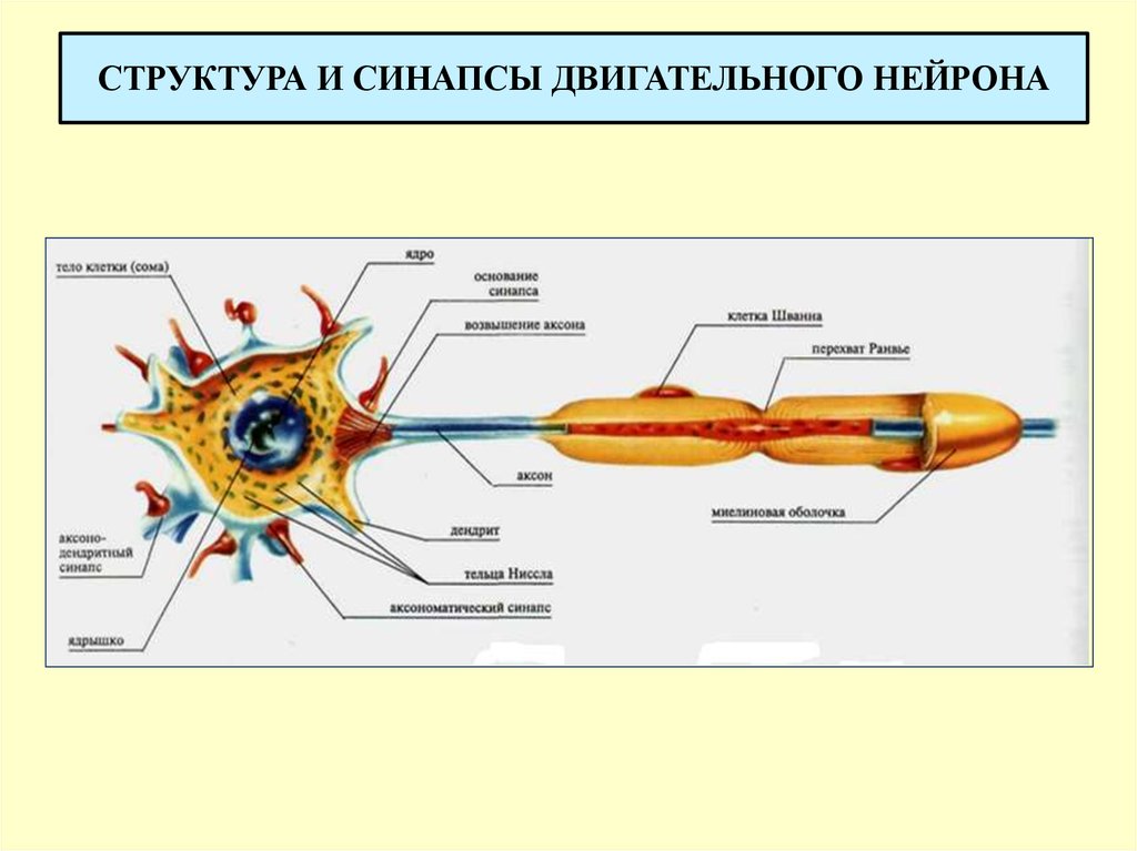 Синапс нервной клетки. Схема строения двигательного нейрона. Изобразите схематически строение двигательного нейрона. Строение нейрона и синапса. Синапс двигательного нейрона.