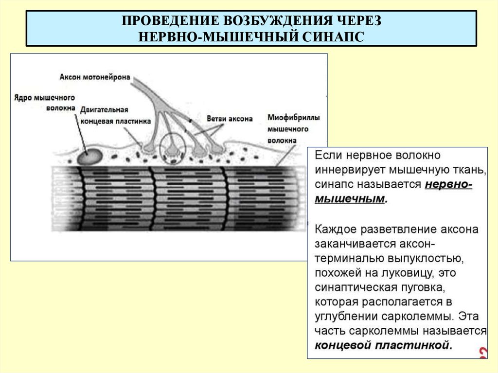 Проводит возбуждение. Концевая пластинка нервно-мышечного синапса. Строение мышечного волокнам концевая пластинка. Аксон синапс мышечное волокно. Схема строения нервно-мышечного волокна.