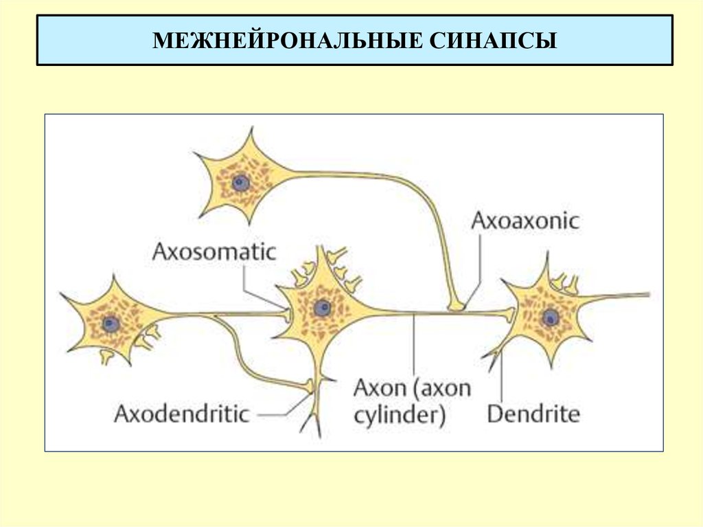 Классификация межнейронных синапсов