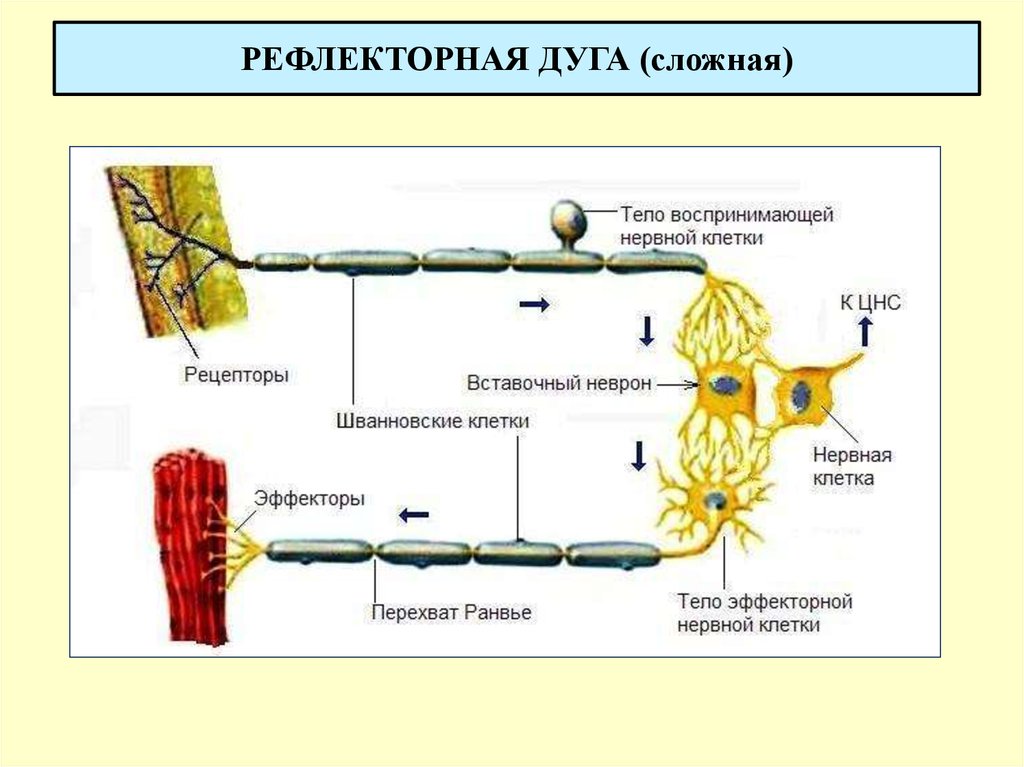 Нервные рецепторы. Рецептор (нервная система). Виды рецепторов нервной системы. Сложная рефлекторная дуга. Функции рецепторов нервной системы.