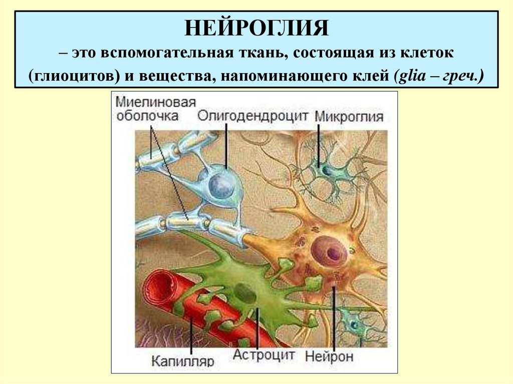 Какая ткань организма человека содержит глиальные клетки. Клетки нейроглии гистология. Классификация нейроглии. Строение нейроглии гистология. Глиальные клетки нервной ткани.