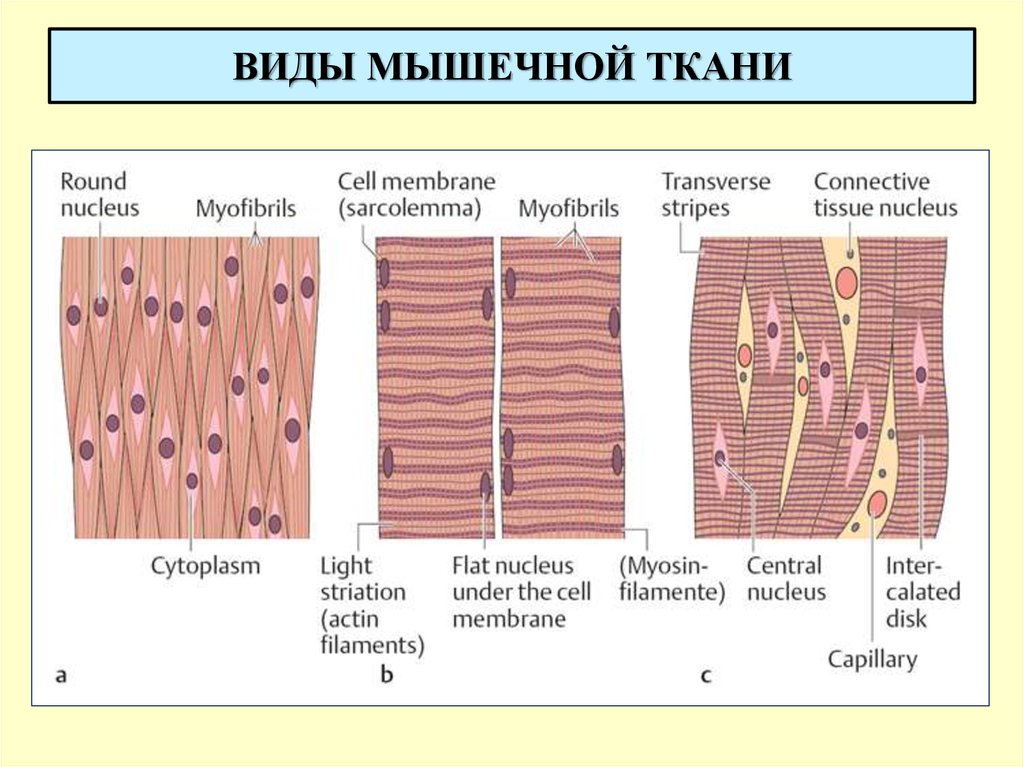 Как называется клетка мышечной ткани. Мышечная ткань. Типы мышечной ткани. Мышечная ткань виды тканей. Виды виды мышечной ткани.