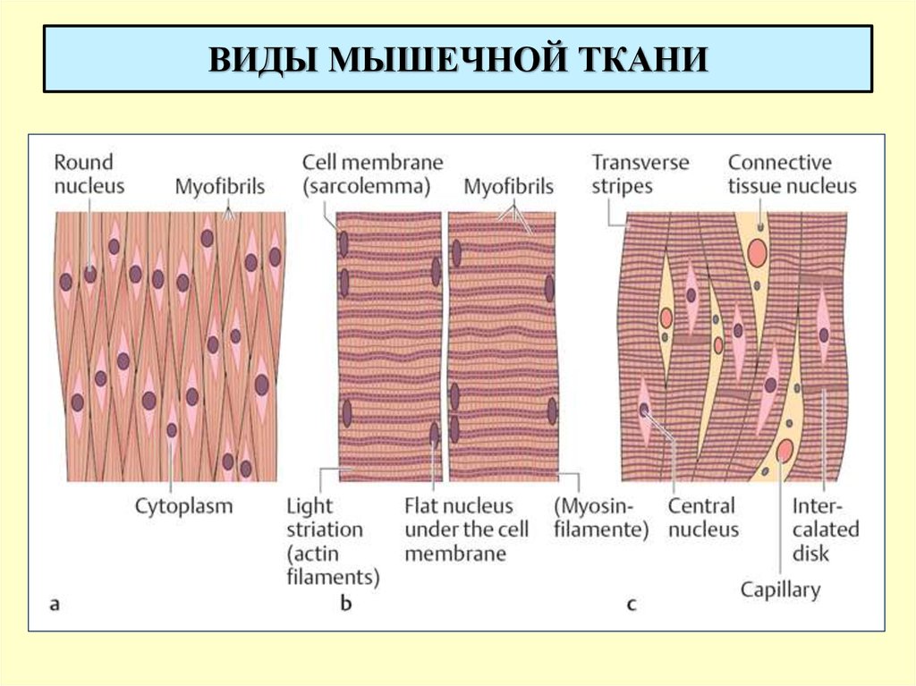 Виды мышечной ткани. Строение гладкой мышечной ткани таблица. Виды и особенности строения мышечной ткани. Клетки мышечной ткани таблица. Типа мышечной ткани схемы.