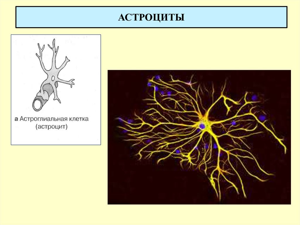 Астроциты мозга