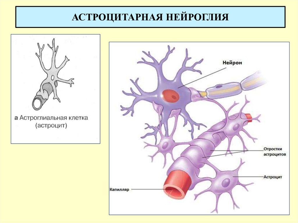 Нейроглия образована. Астроциты глия. Нервная ткань астроциты. Астроциты функции гистология. Астроциты строение.