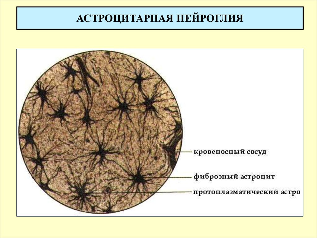 Нервная ткань гистология. Астроцитная глия препарат гистология. Нейроглия гистология препарат. Клетки глии гистология. Астроцитная глия головного мозга препарат.