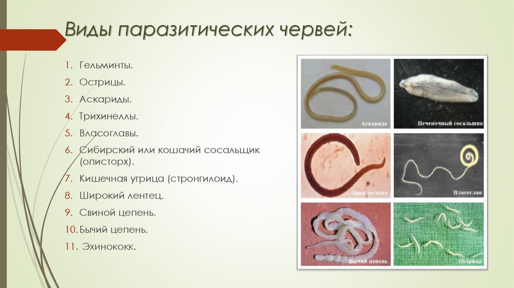 К группе плоских червей относится. Гельминты острицы аскариды. Паразитические черви аскариды и Острица. Трихинелла Острица власоглав. Черви паразиты Острица.