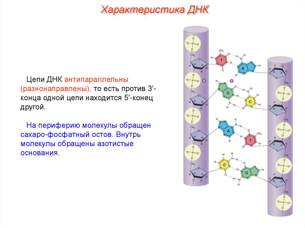 Известно что комплементарные цепи антипараллельны. Строение ДНК антипараллельность. Цепи РНК антипараллельны. Антипараллел ные цепи ДНК. Характеристика цепи ДНК.