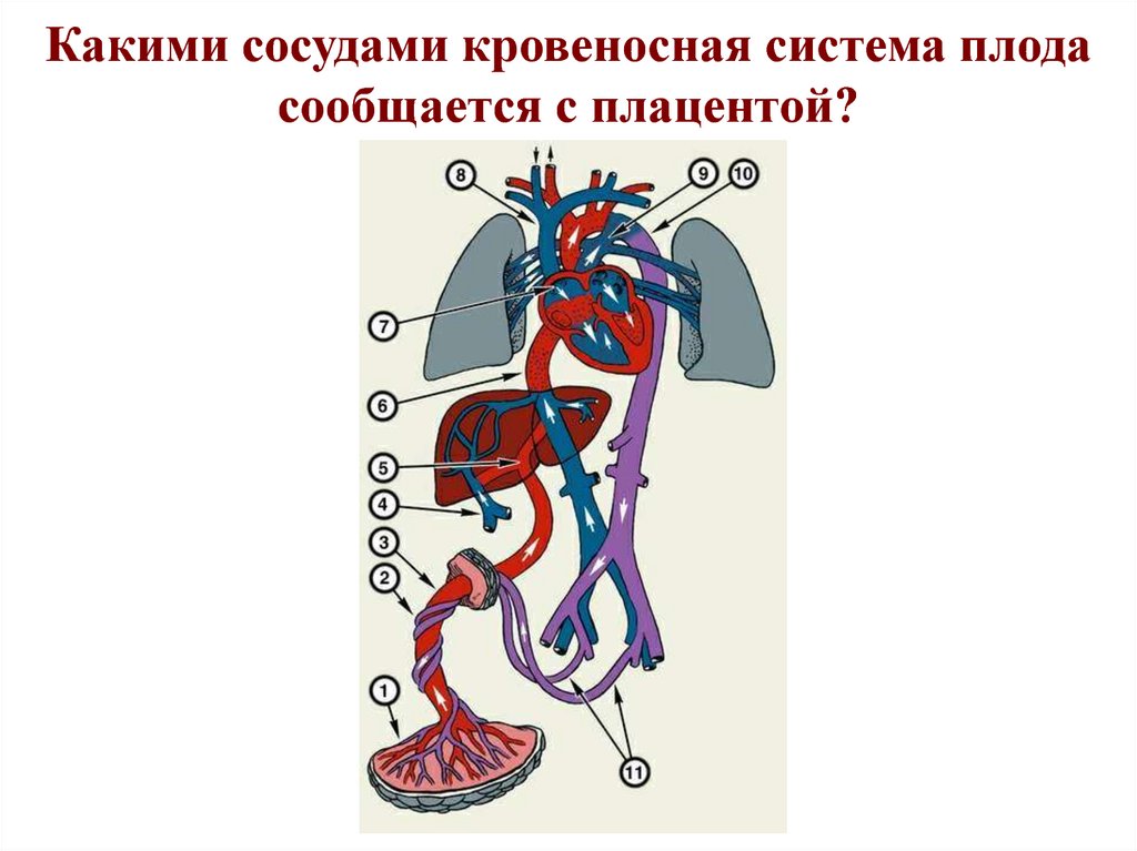 Матка сосуды плода плацента сосуды матери амнион рисунок