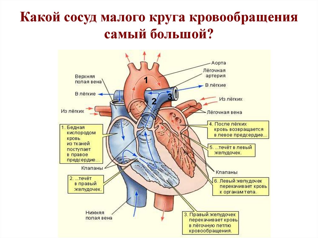 Схема кровотока в сердце