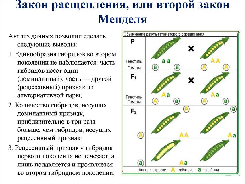 3 закон менделя расщепление по генотипу