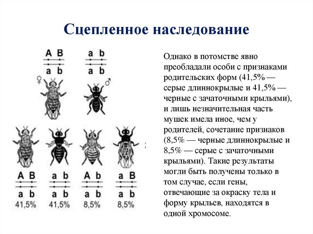 Автор закона сцепленного наследования генов по вертикали