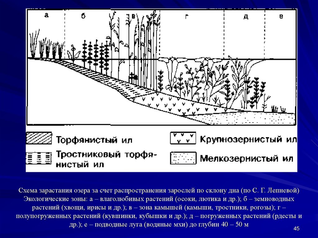 Схема зарастания озера