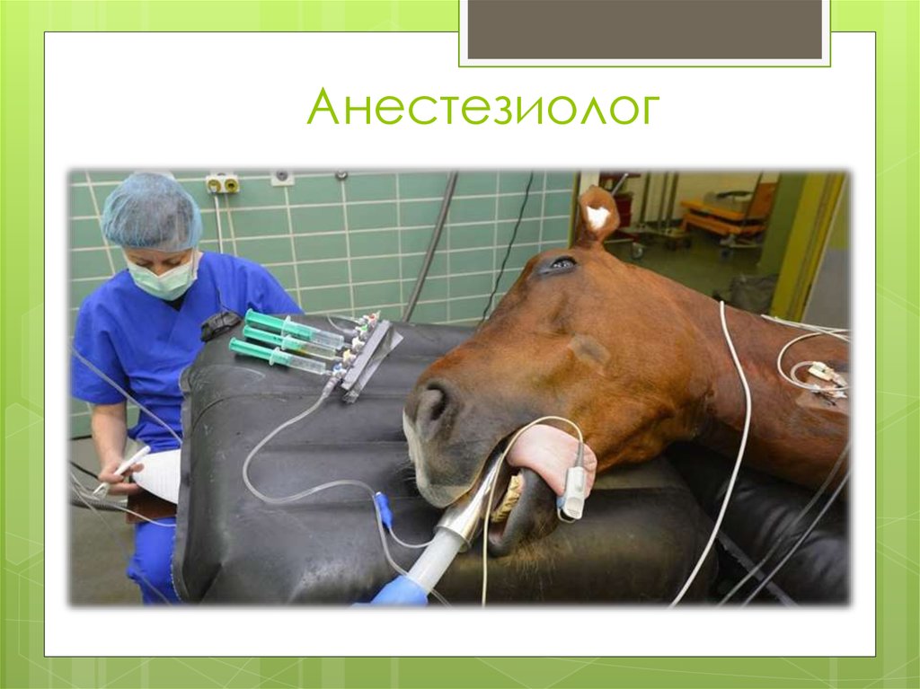 Ветеринария лошади. Дело ветеринаров