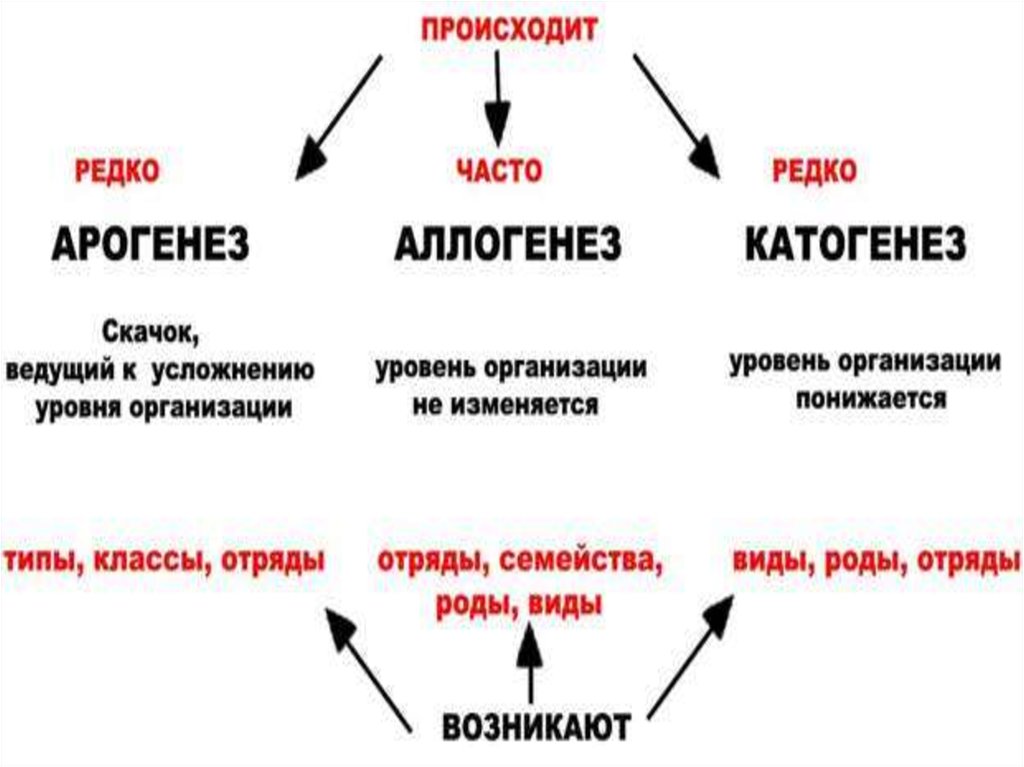 Алломорфоз это. Аллогенез и арогенез. Арогенез аллогенез катагенез. Направления эволюции аллогенез. Арогенез 2) аллогенез 3) катагенез.