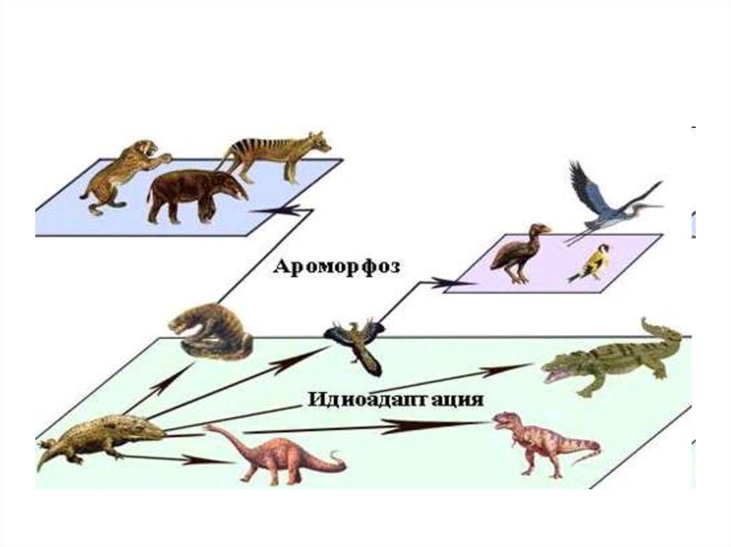 Формы эволюции групп. Тупиковые формы эволюции. Направленная Эволюция белка. Темпы эволюции групп.