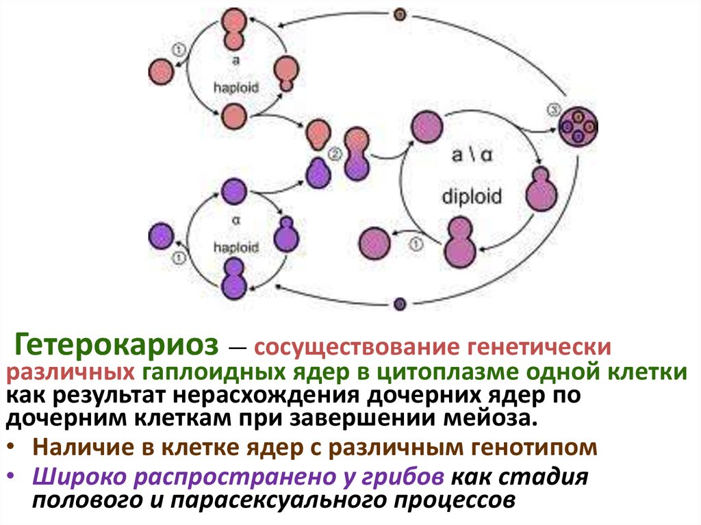 Эволюция групп интересов схема